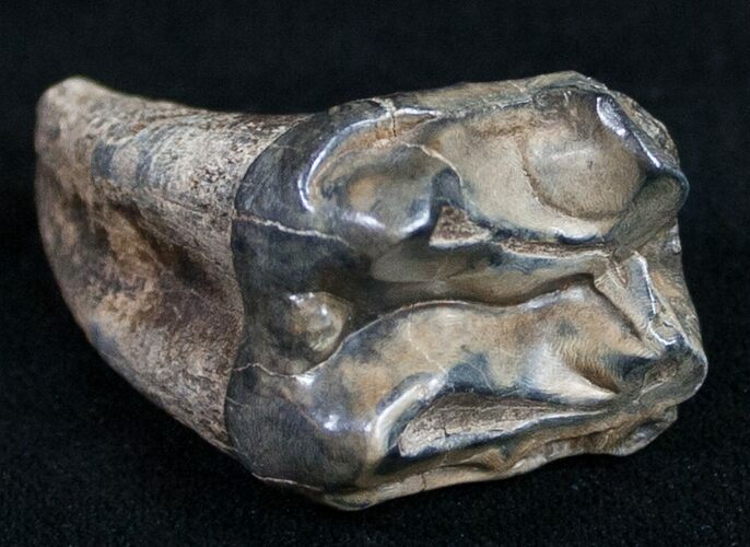 Rooted Fossil Tapir Tooth - Florida #9956